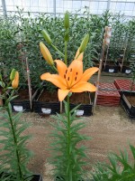 [5023 Bariton No02.JPG]